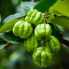 Garcinia Cambogia Garcinia Cambogia hilft auch, den Hunger zu zügeln, was bedeutet, dass es weniger schwierig ist, eine kalorienarme Diät einzuhalten. Die Hydroxzitronensäure ist in der Lage, ein Enzym zu blockieren, das die Fettspeicherung fördert – eine Eigenschaft, die sie zu einem beliebten Mittel zur Gewichtsreduktion gemacht hat.
