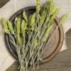 Knotentang Knotentang ist bekannt für seine Fähigkeit, Giftstoffe im Körper zu absorbieren, unterstützt den Entgiftungsprozess und trägt zu einem allgemeinen Wohlbefinden bei. Vorteile: Feuchtigkeitsspendend und schützend für die Haut, starke Antioxidantien, regulierung des Stoffwechsels, unterstützung des Immunsystems. Diese Vorteile machen Knotentang zu einem wertvollen Bestandteil in Hautpflegeprodukten sowie in Nahrungsergänzungsmitteln zur Unterstützung der allgemeinen Gesundheit.